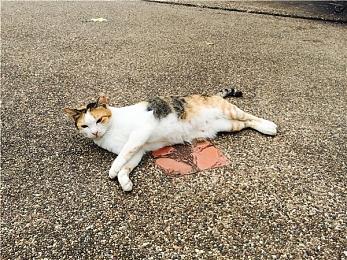 《电锯甜心RePOP》PS4和Xbox One版正式发售 首发价278港币