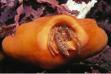 手游《命运：崛起》官网和社媒账号曝光 或即将官宣